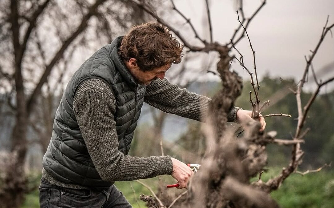 🌿 El ciclo de la vid, un arte ancestral 🍇