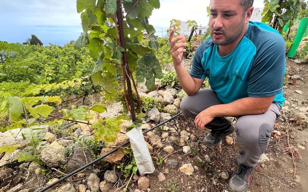 🌿 Manos que cultivan la esencia del terruño 🍇