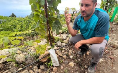 🌿 Manos que cultivan la esencia del terruño 🍇